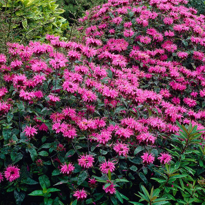Marshall's Delight Bee Balm