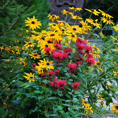 Wild Scarlet Bee Balm