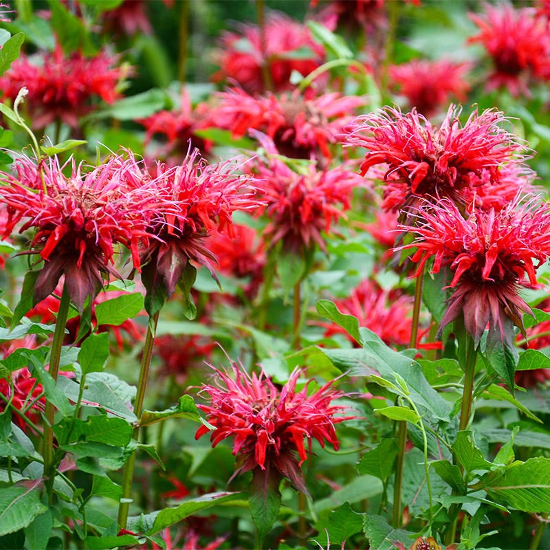 Wild Scarlet Bee Balm