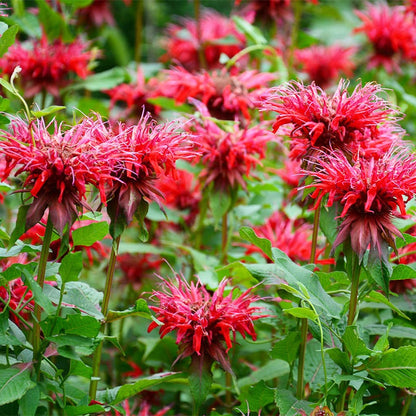 Wild Scarlet Bee Balm