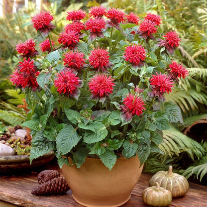 Mini Hummingbird Hangout Plant Collection