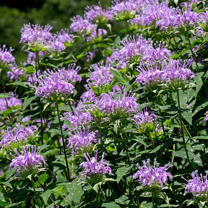 Bee Balm or Wild Bergamot Seeds