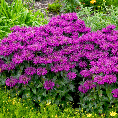 Sugar Buzz® Grape Gumball Bee Balm