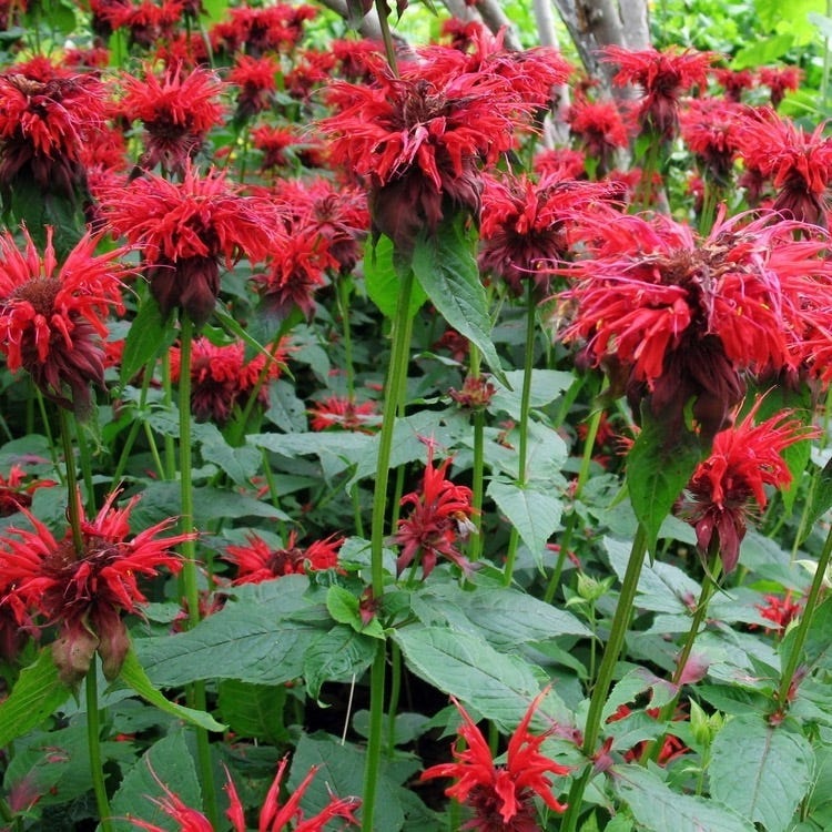 Deer Resistant Pre-Planned Garden