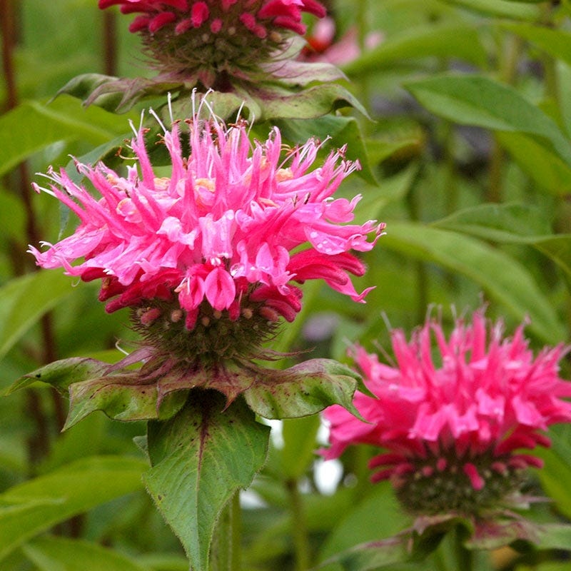 Marshall's Delight Bee Balm