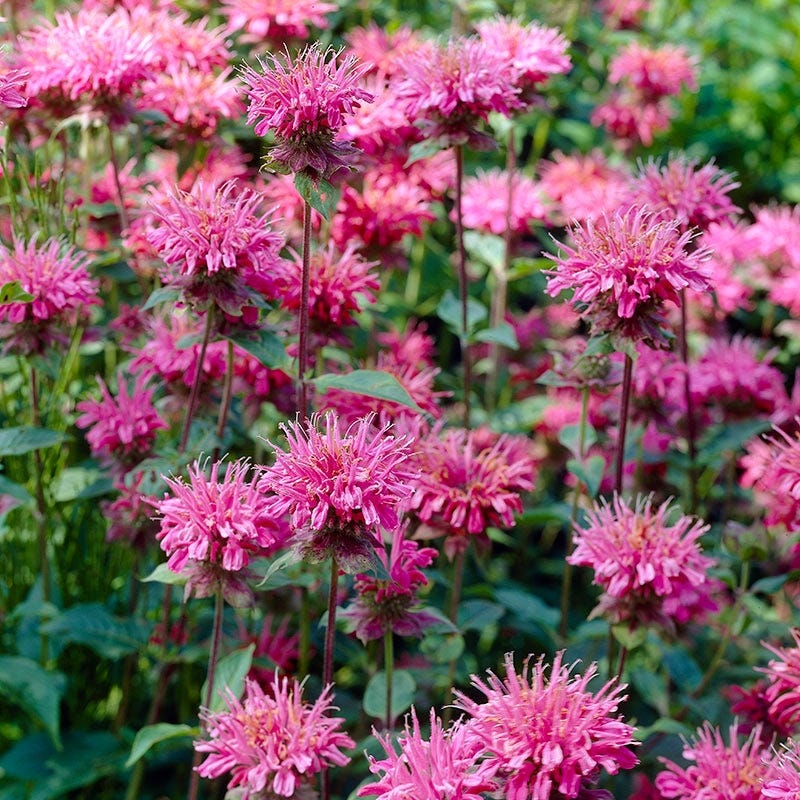 Marshall's Delight Bee Balm
