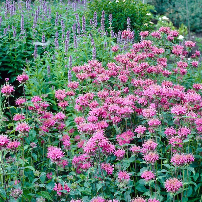 Marshall's Delight Bee Balm