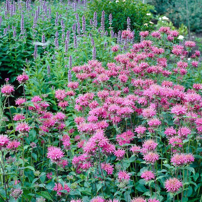 Marshall's Delight Bee Balm