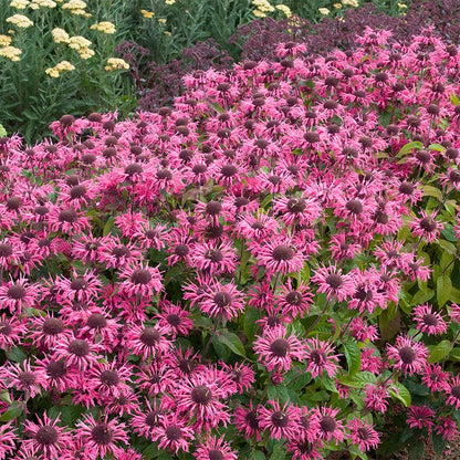 Pink Lace Bee Balm