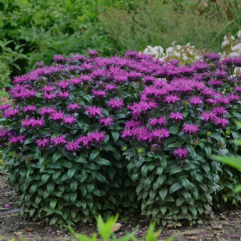 American Meadows Sugar Buzz Bee Balm - Thumbnail 2