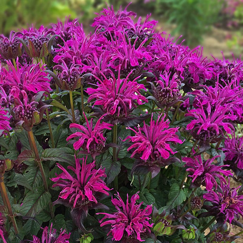 American Meadows Sugar Buzz Bee Balm - Thumbnail 3