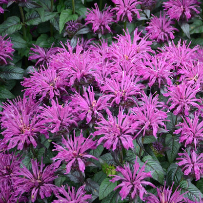 Sugar Buzz® Rockin' Raspberry Bee Balm