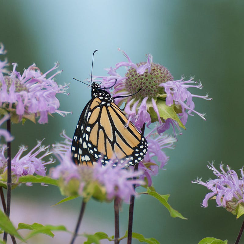 Eastern Monarch Refuge Plant Collection