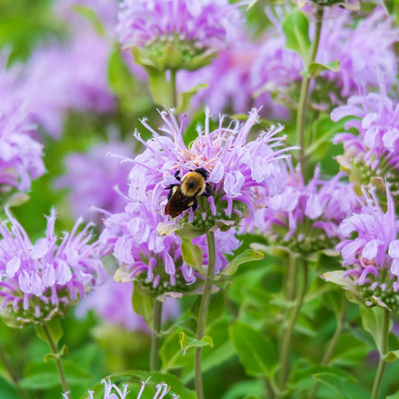 bergamot lavender plant Wild Bergamot (Bee Balm) | Pink | Plant
