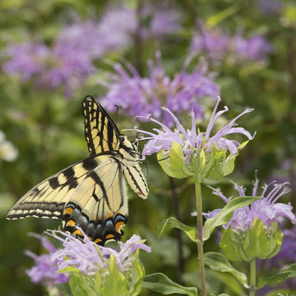 Wild Bergamot (Bee Balm)