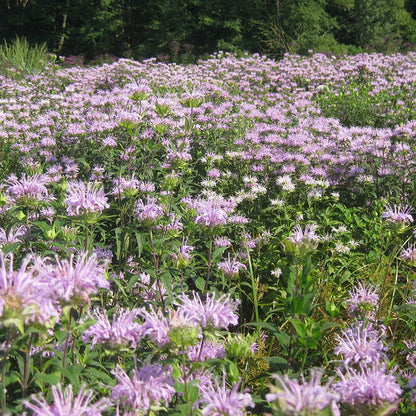 Bee Balm or Wild Bergamot Seeds