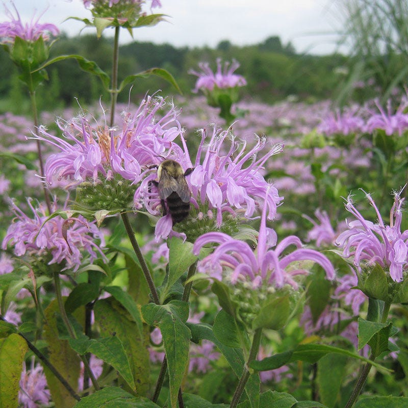 Bee Balm or Wild Bergamot Seeds