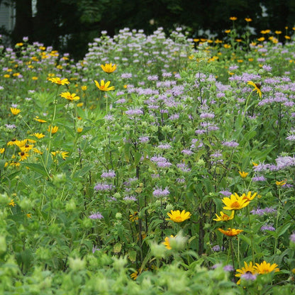 Bee Balm or Wild Bergamot Seeds