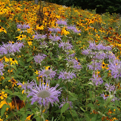 Bee Balm or Wild Bergamot Seeds