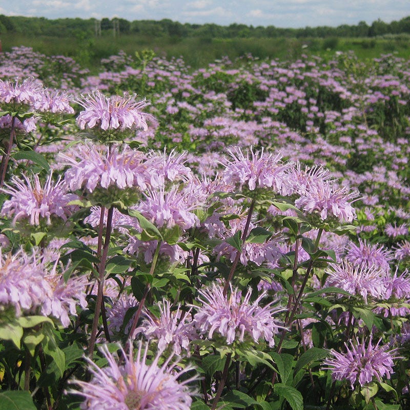 Bee Balm or Wild Bergamot Seeds