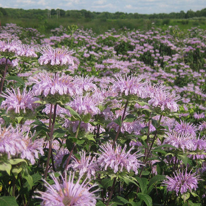 Bee Balm or Wild Bergamot Seeds