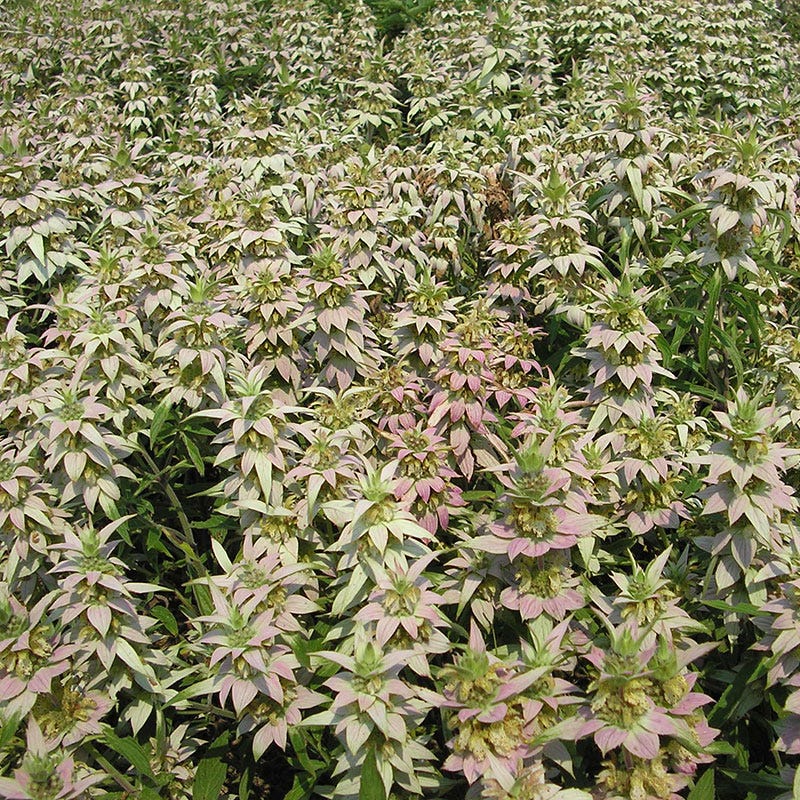 Spotted Bee Balm Seeds