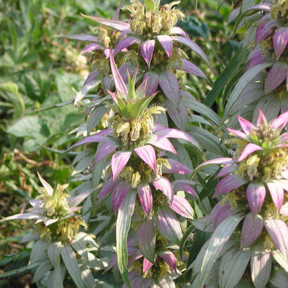 Spotted Bee Balm Seeds