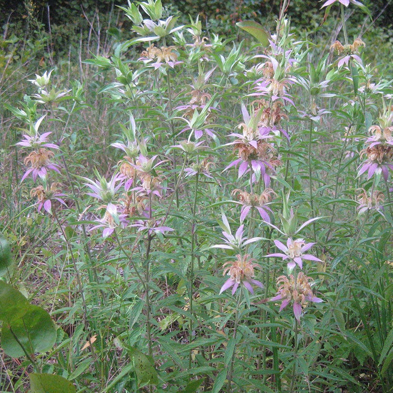 Spotted Bee Balm Seeds