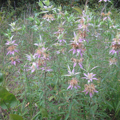 Spotted Bee Balm Seeds