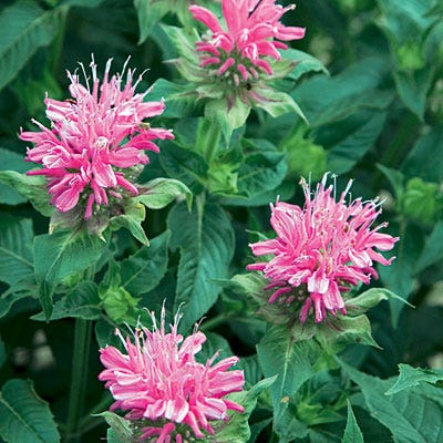 Bee Balm Grand Marshall