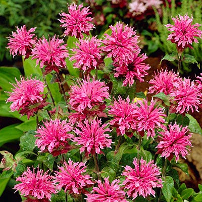 Bee Balm Grand Parade