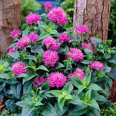 Petite Delight Bee Balm