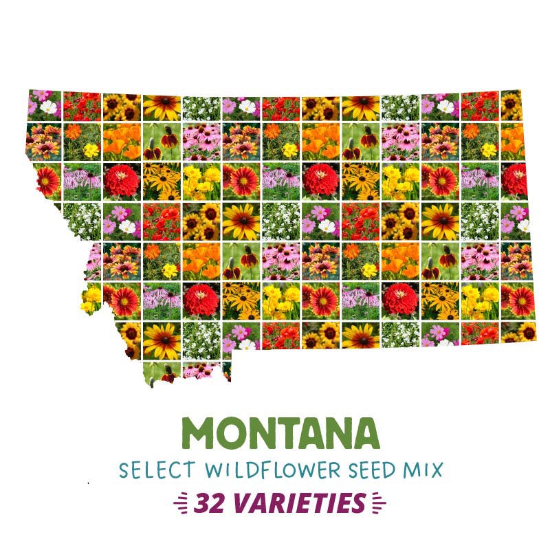 Montana Select Wildflower Seed Mix