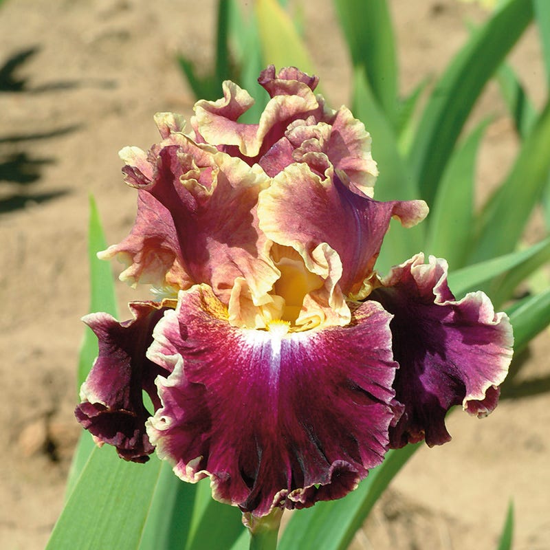 Montmartre Bearded Iris