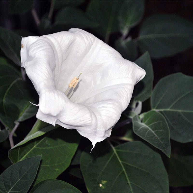 Moon Flower Seeds | White