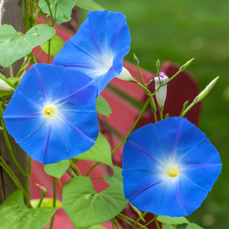 Heavenly Blue Morning Glory Seeds