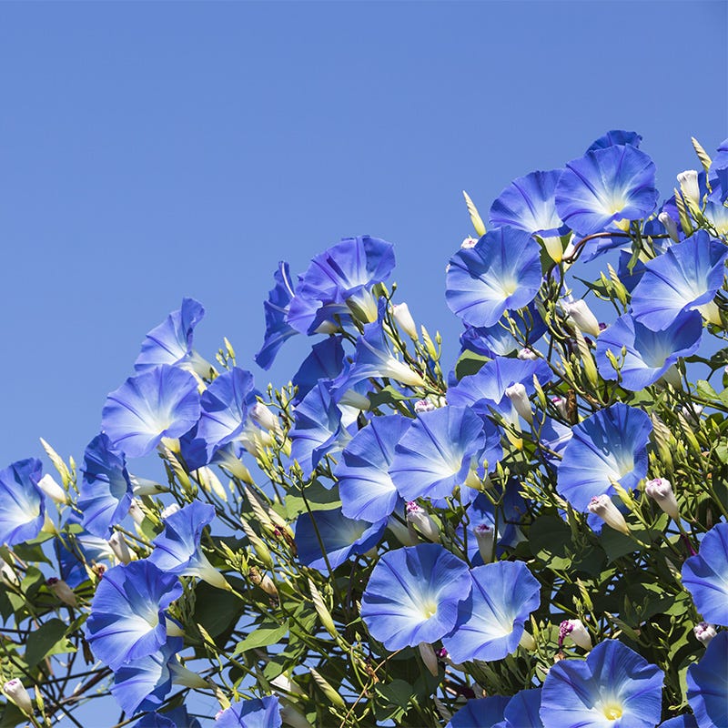 Heavenly Blue Morning Glory Seeds