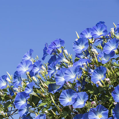 Heavenly Blue Morning Glory Seeds