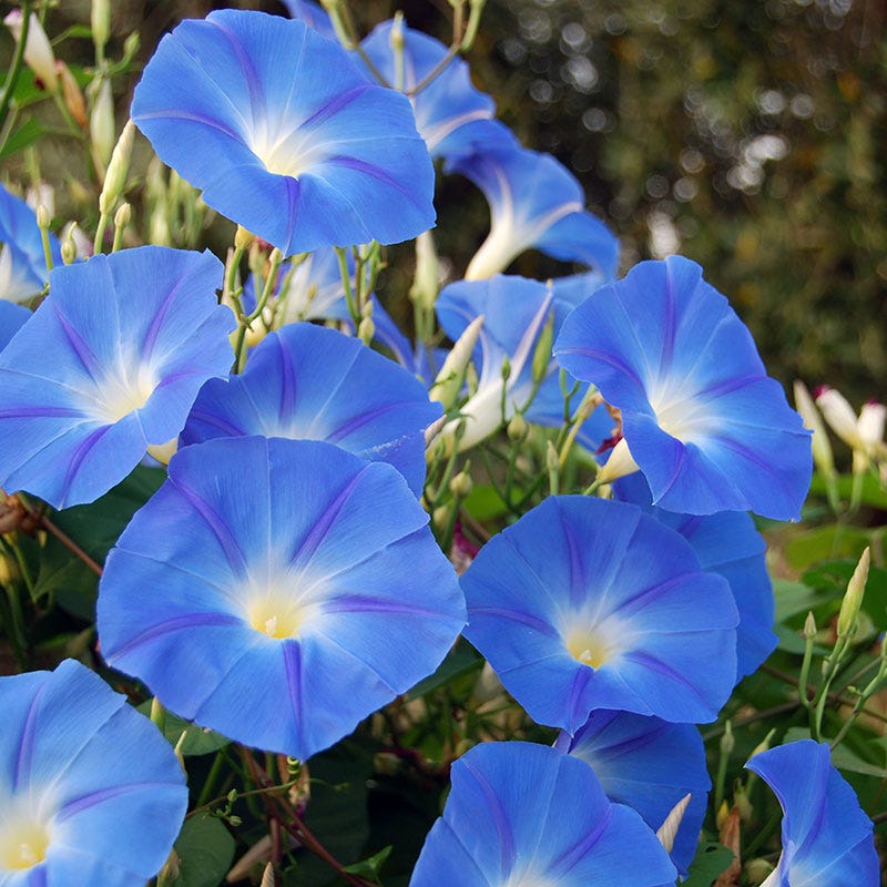 Heavenly Blue Morning Glory Seeds