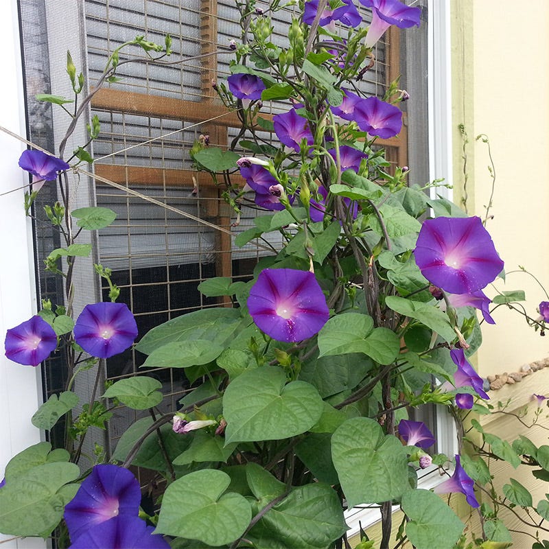 Grandpa Ott Morning Glory Seeds