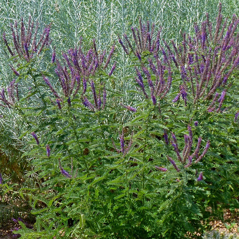 plant with purple seeds Lead Plant Seeds | Purple