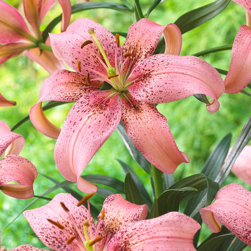 Morpho Pink Asiatic Lily