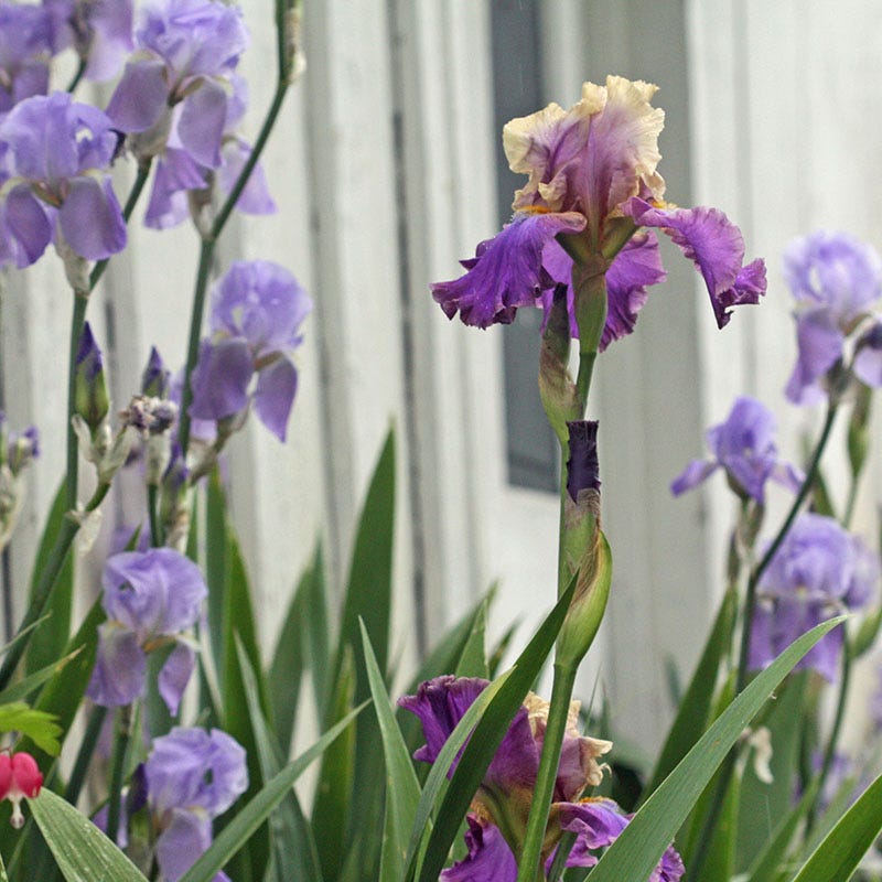 Mother Earth Reblooming Bearded Iris