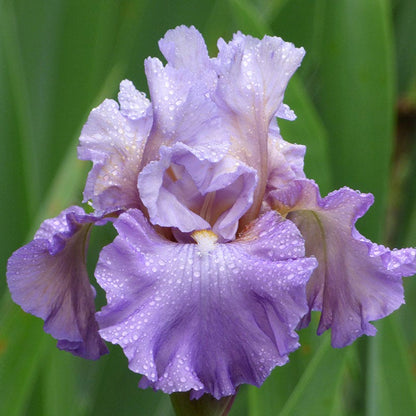 Mother Earth Reblooming Bearded Iris