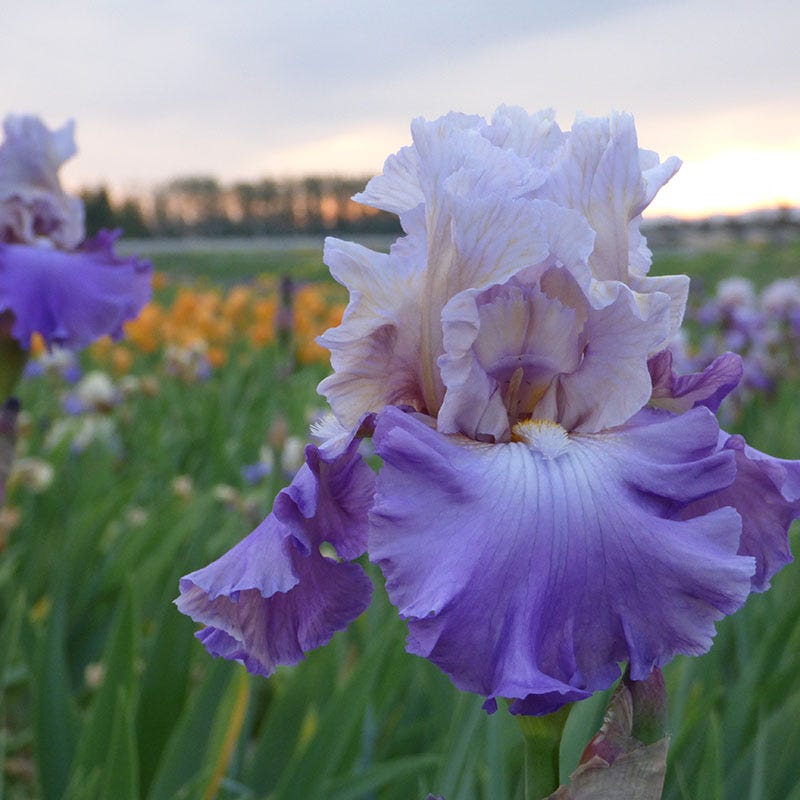 Mother Earth Reblooming Bearded Iris