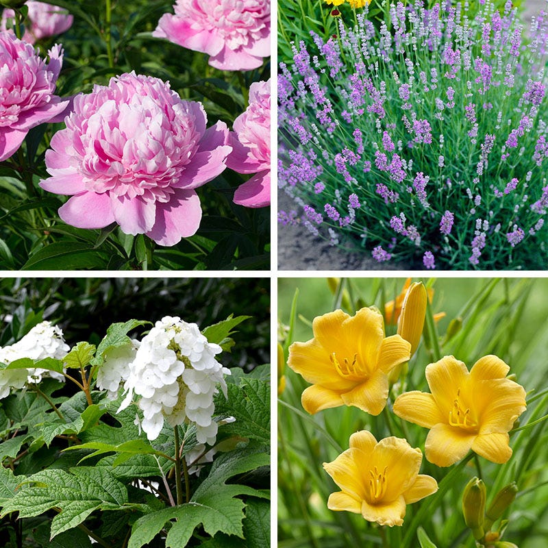 Mother's Day Plant Collection