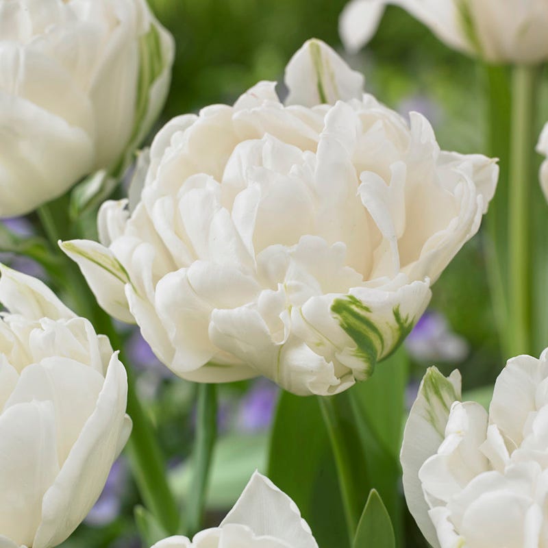 Tickled Pink Tulip Flower Bulb Collection