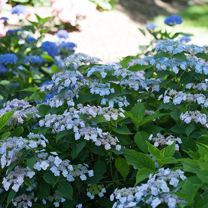 Tiny Tuff Stuff® Reblooming Hydrangea, photo courtesy of Proven Winners®