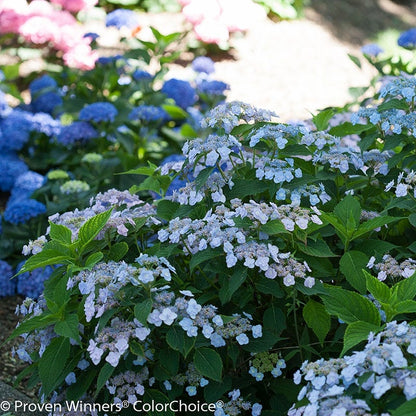 Tiny Tuff Stuff® Reblooming Hydrangea