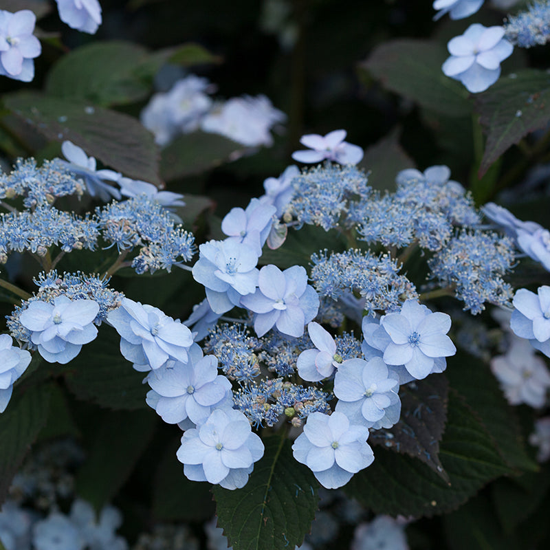 Tiny Tuff Stuff® Reblooming Hydrangea, photo courtesy of Proven Winners®